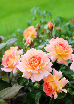 Fototapeta Orange climbing roses on a background of green lawn.