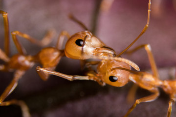 Fire ant