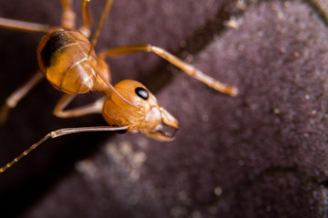 Fire ant