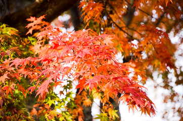 紅葉