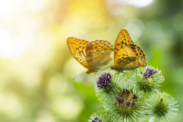 Close up of the butterflys on a forest plant. Bright sunshine in a woods.