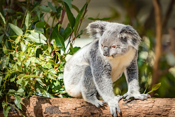 Koala in a Eucalupt tree Australia