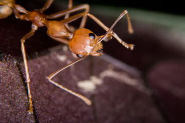 Fire ant