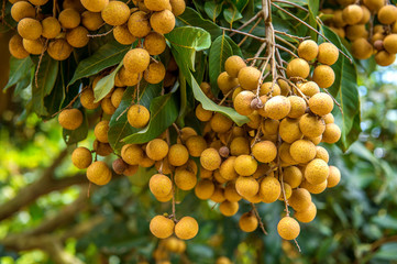 Longan orchards - Tropical fruits beautiful longan in Thailand