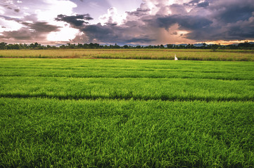 landscape of young rice in farm agriculture