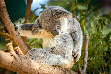 Koala in a Eucalupt tree Australia
