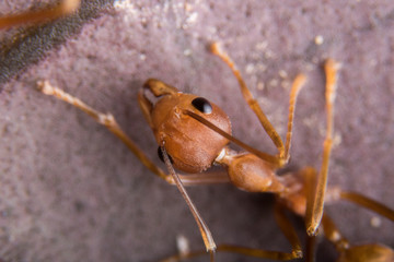 Fire ant