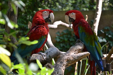 Le couple perroquets du zoo