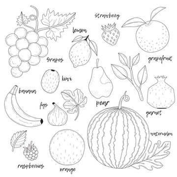 Set of hand drawn fruits.