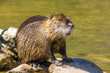 Ein Nutria sitzt auf einem Stein am Ufer