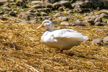 Eine Ente watschelt über das Gras
