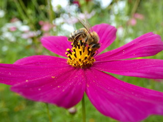 Bee in Flower of Garden Cosmos Pink