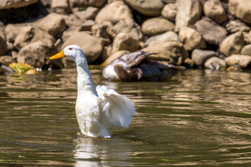 Fototapeta premium Zwei Enten im See