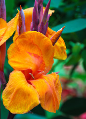 Canna Lilie