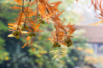 Tree branches in autumn