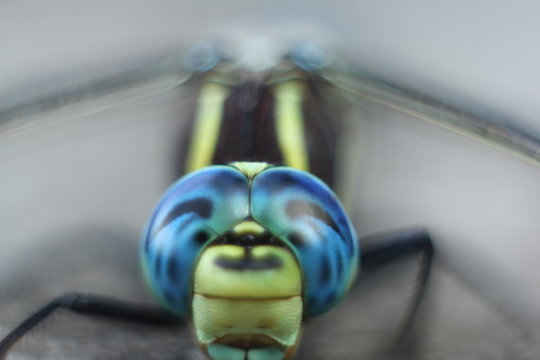 Brachytron pratense -  Hairy Dragonfly. Macro. Selective focus. 