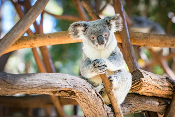 Koala in a Eucalupt tree Australia