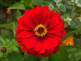 Zinnia Red Flower
