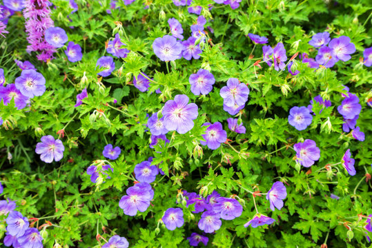 g&eacute;ranium rozanne(vivace)