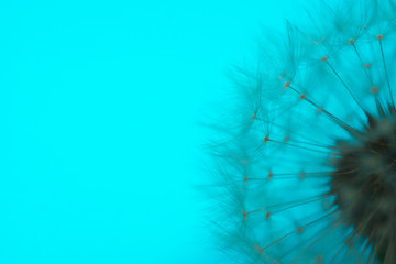 close up macro of a white dandelion on a luminescent blue background