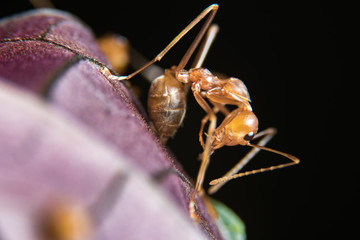 red ants