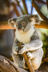 Koala in a Eucalupt tree Australia © vekidd