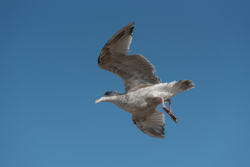 seagull in flight