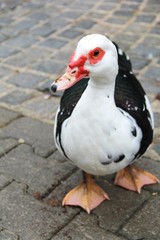 Ente auf Pflaster