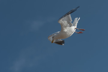 seagull in flight