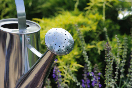 Watering Can with Gold Juniper and Purple Salvia