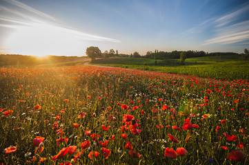 Fototapeta na wymiar Red Wild poppies in the meadow at sunset, amazing background photo. To jest Polska – Mazury