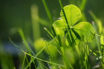 Four leaf clover or shamrock growing in the green grass, morning backlight, symbol for luck and fortune, closeup with copy space in the blurry background