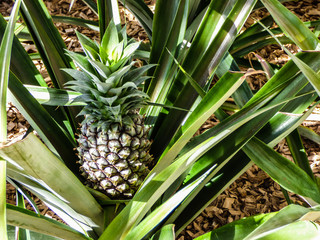 Obraz premium Pineapple bush