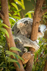 Koala in a Eucalupt tree Australia