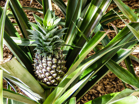 Pineapple bush