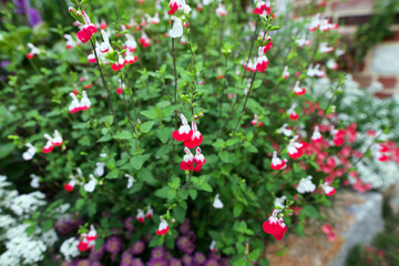 Obraz premium jardin en fleur