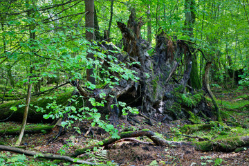 Broken tree roots partly declined