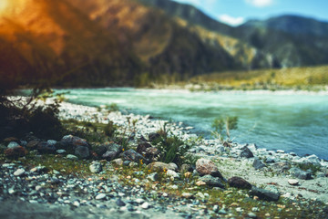 True tilt-shift view of stones of different colors and flowers on the coast line in front of mountain river Katun with hills and mountains in defocused background, Altai, Russia, Kuyus district