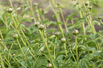 Pea peony with green stems and leaves.
