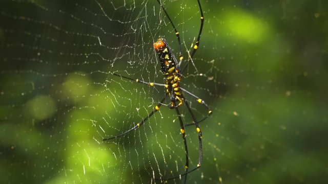 Closeup of Big Golden Orb Weaver Spider. FullHD 1080p video