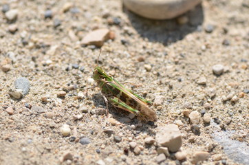 Aiolope emeraudine (Aiolopus thalassinus thalassinus)