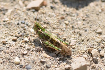 Aiolope emeraudine (Aiolopus thalassinus thalassinus)