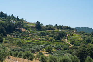 Fototapeta na wymiar Grapevines and Olive Trees over the Mountains