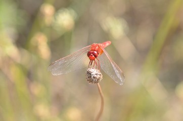 Sympétrum à nervures rouges (Sympetrum fonscolombii)