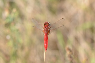 Sympétrum à nervures rouges (Sympetrum fonscolombii)