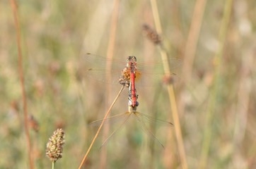 Sympétrum à nervures rouges (Sympetrum fonscolombii)