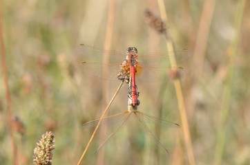 Sympétrum à nervures rouges (Sympetrum fonscolombii)
