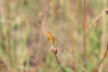 Crocothémis écarlate (Crocothemis erythraea)