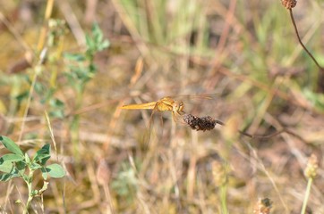 Crocothémis écarlate (Crocothemis erythraea)