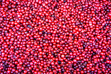 the set of vitamins in cranberries. the berry grows in the swamp. fresh cranberries